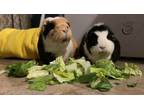 Adopt Thelma and Louise a Guinea Pig