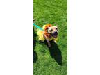 Adopt Sunflower a Pit Bull Terrier, Shar-Pei