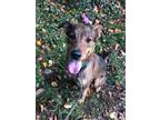 Adopt Cocoa a Shepherd, Mixed Breed