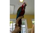 Adopt Hannah a Macaw