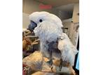 Adopt Suzie a Cockatoo