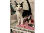 Adopt Skye a Domestic Short Hair