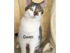 Adopt Gwen a Domestic Short Hair