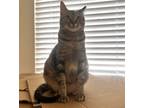 Adopt Lollis #loves-her-freedom a Tabby, Domestic Short Hair