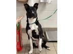 Adopt Cindy Lou a Basenji, Pit Bull Terrier