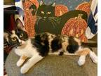 Adopt Abney - Foster Home (DS) a Calico, Domestic Short Hair