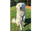 Adopt Chole a Great Pyrenees