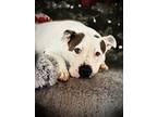 Adopt Jetta a Pit Bull Terrier