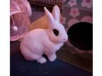 Adopt Henrietta 1/2 off SALE a English Spot, Holland Lop