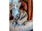 Adopt Mama Scotch INDOOR ONLY a Domestic Short Hair