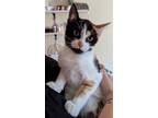Adopt Everleigh INDOOR ONLY a Domestic Short Hair