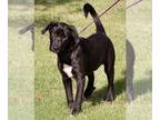 Border Collie-Great Pyrenees Mix DOG FOR ADOPTION RGADN-1147932 - Tender -