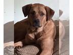 Labrador Retriever Mix DOG FOR ADOPTION RGADN-1147934 - Lulu - Labrador
