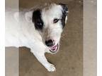 Border Collie-Dalmatian Mix DOG FOR ADOPTION RGADN-1147942 - Cynder - Border