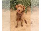 Chesapeake Bay Retriever DOG FOR ADOPTION RGADN-1147945 - Delilah - Chesapeake