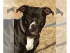 American Pit Bull Terrier-Great Dane Mix DOG FOR ADOPTION RGADN-1147946 - Tokyo
