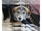 Labrador Retriever Mix DOG FOR ADOPTION RGADN-1147949 - Graycie - Shepherd /