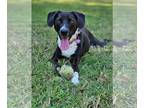 Labbe DOG FOR ADOPTION RGADN-1147951 - Lucy - Beagle / Labrador Retriever /