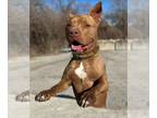American Pit Bull Terrier Mix DOG FOR ADOPTION RGADN-1147952 - Castiel -