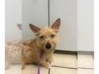 Norwich Terrier Mix DOG FOR ADOPTION RGADN-1147953 - Samantha - Norwich Terrier