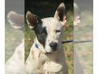 Bull Terrier-Dalmatian Mix DOG FOR ADOPTION RGADN-1147955 - Puppy Willy - Bull