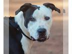 Boxer DOG FOR ADOPTION RGADN-1147961 - Lacey - Boxer / American Pit Bull Terrier