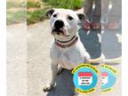 American Pit Bull Terrier DOG FOR ADOPTION RGADN-1147964 - 2310-1676 Snoop - Pit