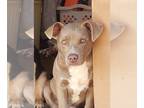 American Pit Bull Terrier DOG FOR ADOPTION RGADN-1147975 - Puppy Bullet -