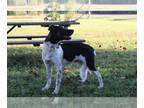 Akita-German Shepherd Dog Mix DOG FOR ADOPTION RGADN-1147985 - Koda-9months