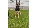 Adopt Shotzi a German Shepherd Dog