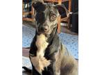 Adopt Piwi a Labrador Retriever, Pit Bull Terrier