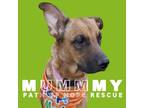 Adopt Mummy a German Shepherd Dog, Rottweiler