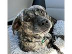 Adopt Opal a Dutch Shepherd, Plott Hound