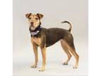 Adopt Amy a Mixed Breed