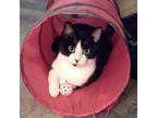 Adopt Alize a Domestic Short Hair