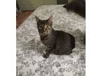 Adopt Cardi a Domestic Short Hair