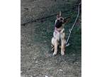 Adopt Iris (Linda's) a German Shepherd Dog