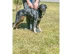 Adopt Bailey a German Shepherd Dog
