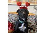 Adopt Mac a Pit Bull Terrier