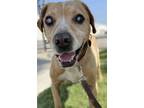 Adopt CORNBREAD (Blind Senior) a Treeing Walker Coonhound, Pit Bull Terrier