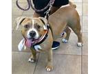 Adopt ARNOLD a American Staffordshire Terrier, Mixed Breed