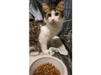 Adopt Beau a Tabby