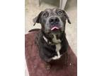 Adopt Aero a Labrador Retriever, Terrier