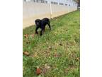 Adopt Freddy Krueger a Labrador Retriever