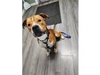 Adopt Gabriel a Boxer