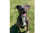 Adopt Chase a Pit Bull Terrier