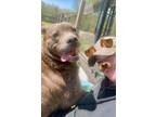 Adopt Rigby a Mastiff, Chow Chow