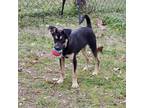 Adopt Atlas a Black and Tan Coonhound, Mixed Breed