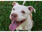 Adopt TUNA a Pit Bull Terrier