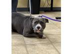 Adopt TWIDDLE DUM a Pit Bull Terrier